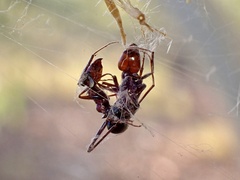 Iridomyrmex purpureus