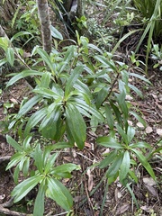 Brachyglottis kirkii