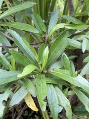 Brachyglottis kirkii