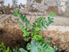 Phyllanthus tenellus
