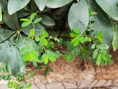 Phyllanthus tenellus