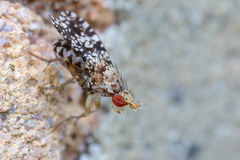 Trypetoptera punctulata