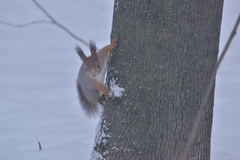 Sciurus vulgaris