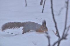 Sciurus vulgaris