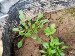 Trigonotis peduncularis