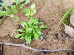 Trigonotis peduncularis