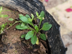 Trigonotis peduncularis