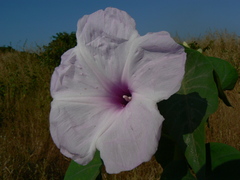 Ipomoea carnea fistulosa