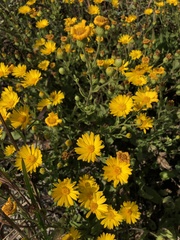 Heterotheca