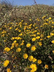 Heterotheca