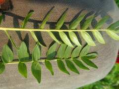 Polemonium acutiflorum