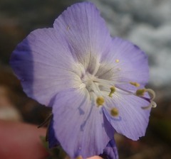 Polemonium acutiflorum