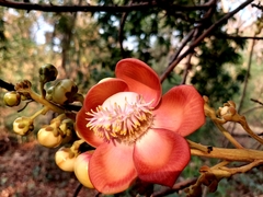 Couroupita guianensis