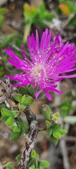 Drosanthemum parvifolium