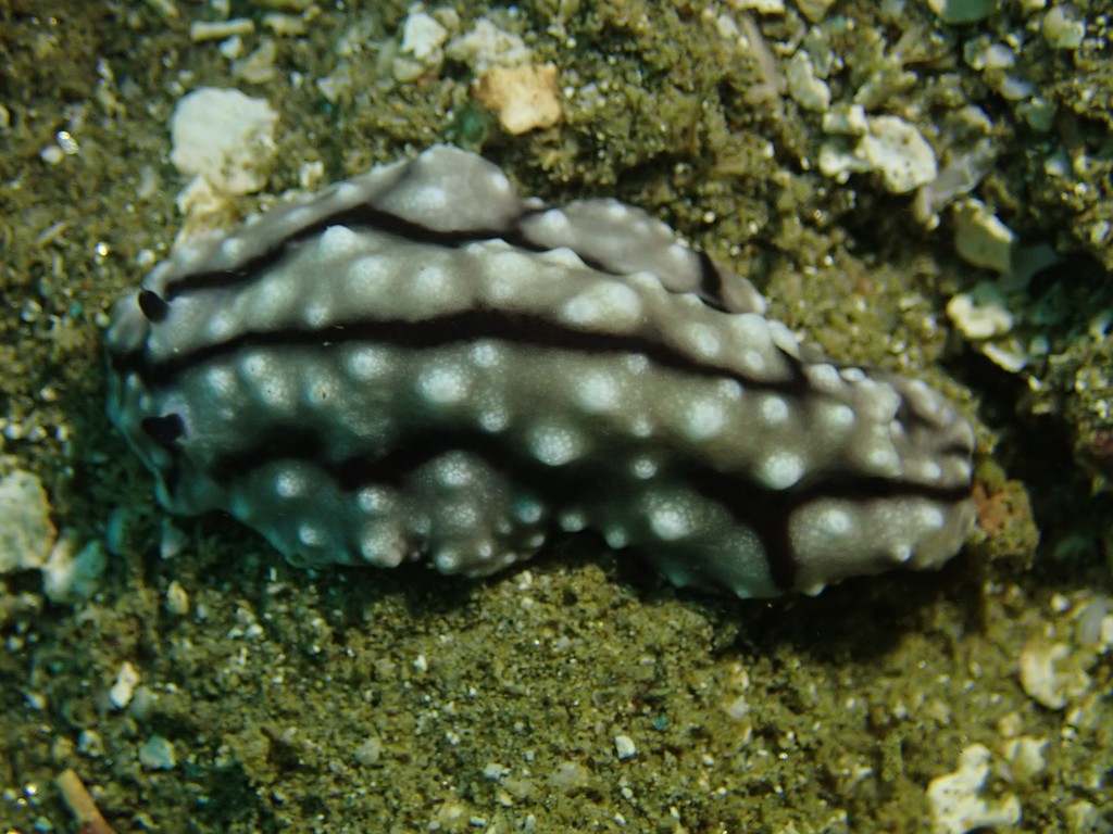 Bumpy Paradoris