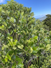 Griselinia lucida