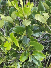 Griselinia lucida