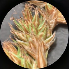 Carex praticola