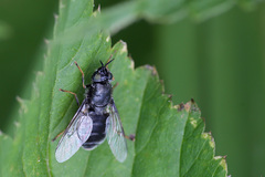 Odontomyia tigrina