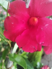 Mandevilla sanderi