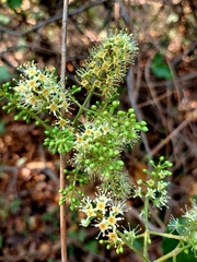 Combretum albidum