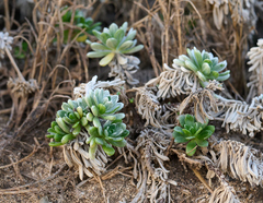 Heliotropium anomalum