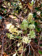 Combretum albidum