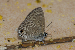 Ionolyce helicon javanica