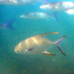 Trachinotus blochii