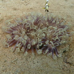 Macrodactyla doreensis