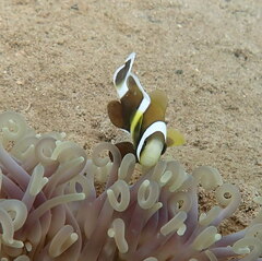 Amphiprion akindynos