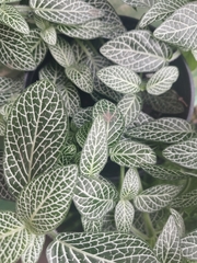 Fittonia albivenis