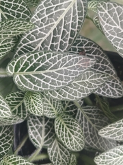 Fittonia albivenis