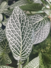 Fittonia albivenis