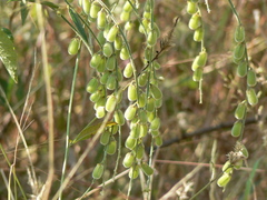 Crotalaria leptostachya