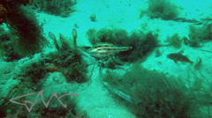Meuschenia trachylepis