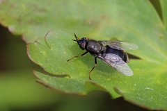 Odontomyia tigrina