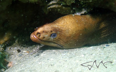 Gymnothorax prasinus