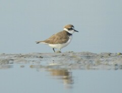 Charadrius dubius