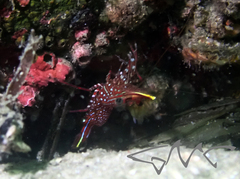 Rhynchocinetes serratus