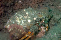 Dardanus pedunculatus