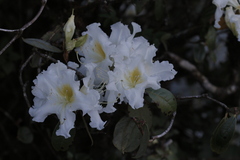 Rhododendron veitchianum