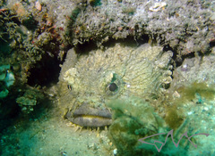 Batrachomoeus dubius