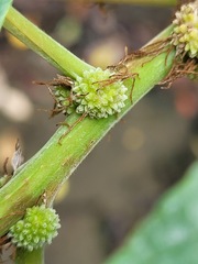 Pipturus arborescens