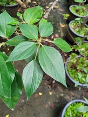 Pipturus arborescens