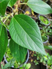 Pipturus arborescens