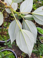 Pipturus arborescens