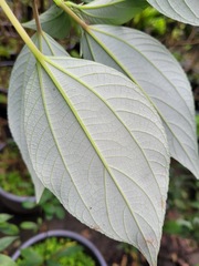 Pipturus arborescens