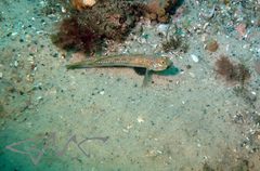 Istigobius hoesei