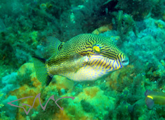 Canthigaster callisterna
